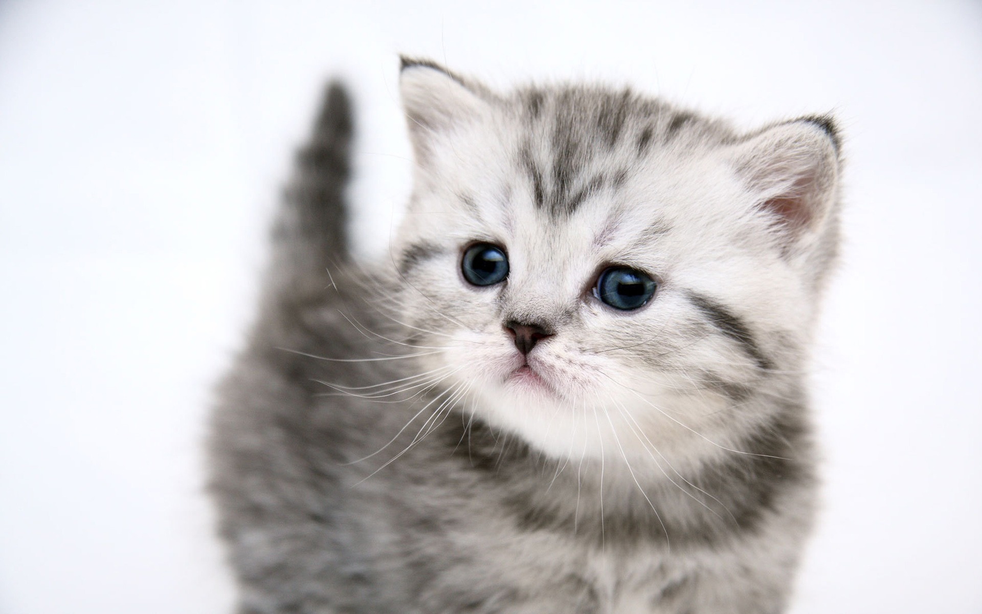 ws_Small_cute_kitty_1920x1200.jpg